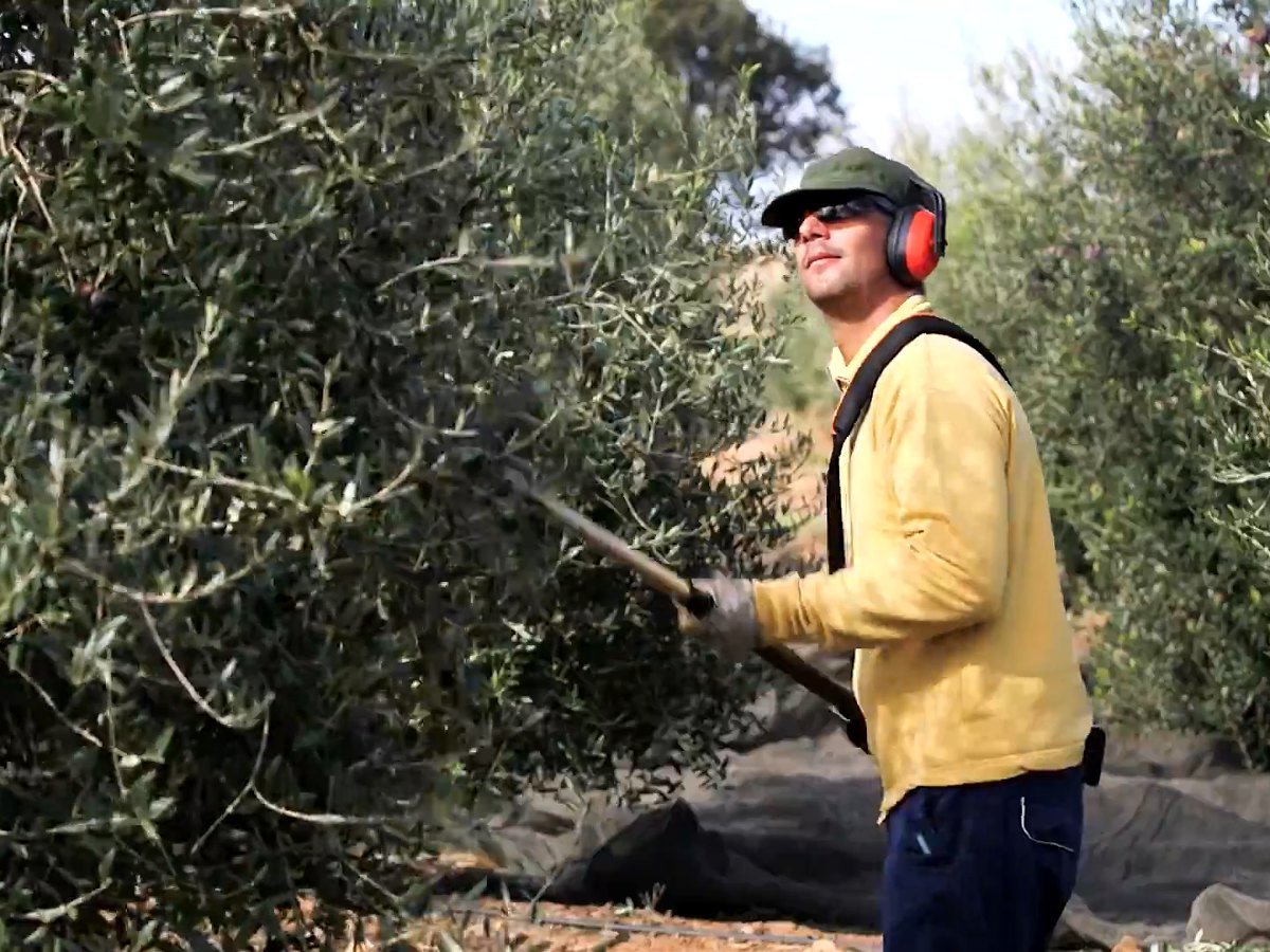 Recolección de aceituna con vareadora en el olivar