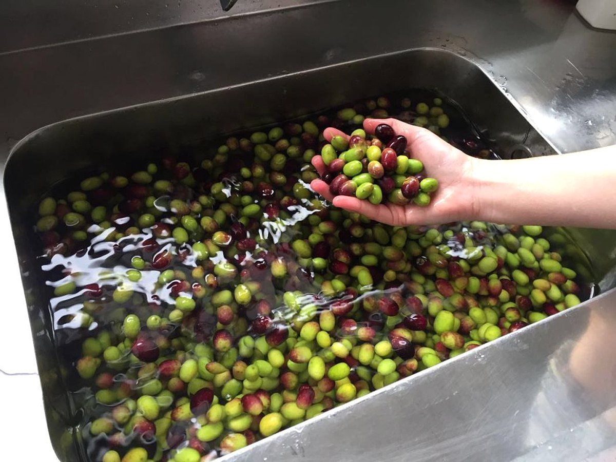 Aceituna lavándose en agua limpia