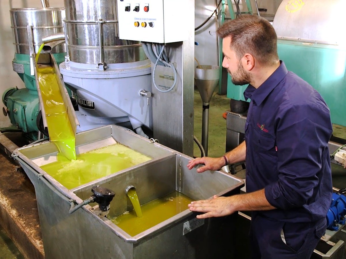 Aceite recién extraído cayendo en la decantadora